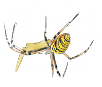 Argiope fasciée en plein festin