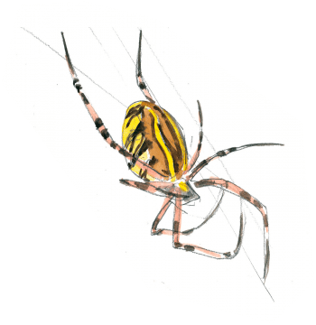Argiope fasciée en train de tisser sa toile