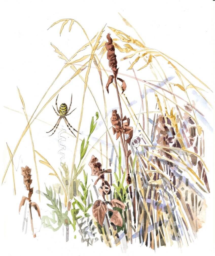 Argiope fasciée sur sa toile entre les hautes herbes