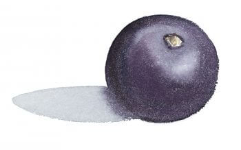 Baie de sureau noir Le sureau, arbre aux oiseaux