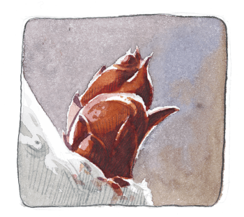 Bourgeon foliaire de sureau / © Laurent Willenegger (d'après photos de M. Pittet)