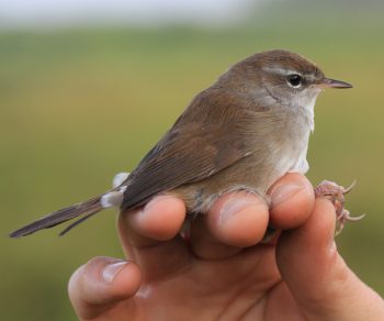 Le baguage des oiseaux - Bouscarle de Cetti