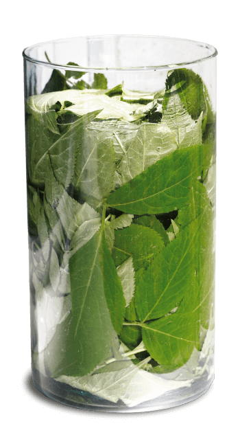 Breuvage de feuilles de sureau