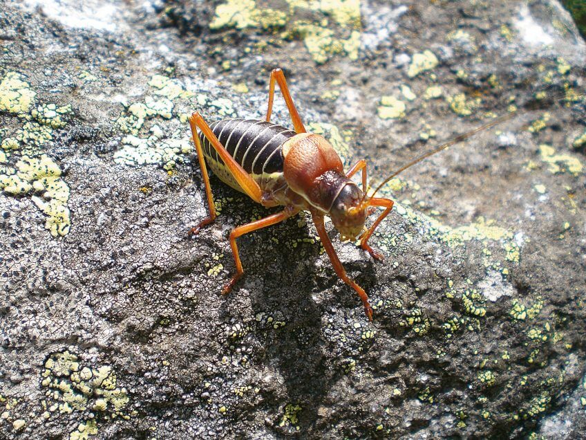 Ce drôle d’insecte semble harnaché d’une selle de cheval. D’où son nom d’éphippigère signifiant « qui porte une selle » ! Promenade à Hérens-Les-Vals dans les Pyrénées