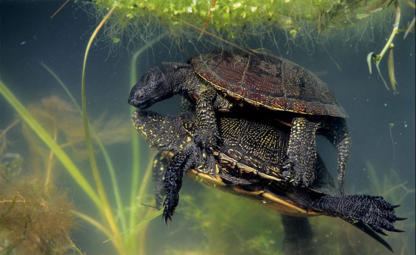 Chez la cistude, chauds les machos!