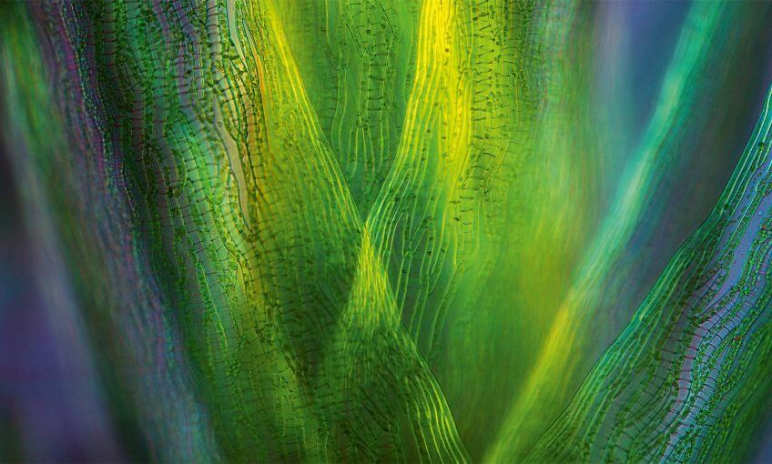 Cellules de sphaignes au microscope en lumière polarisée Dossier complet sur le vert, couleur de la vie dans la nature
