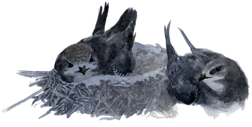 Cent jours de martinets