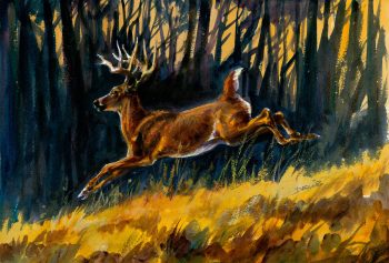 Cerf de Virginie - Acrylique sur papier aquarelle / 29,5 x 42 cm Cerf de Virginie - Acrylique sur papier aquarelle / 29,5 x 42 cm