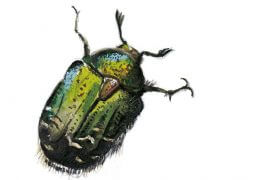 «Cétoine dorée avec zébrures claires sur les élytres.» / © Laurent Willenegger
