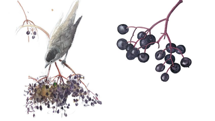 Le sureau, arbre aux oiseaux