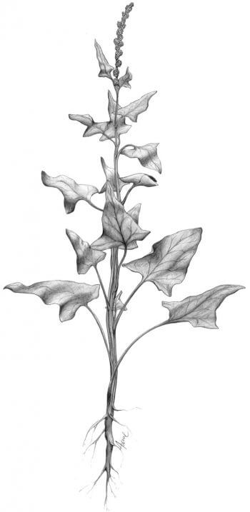 Récoltez et cuisinez le chénopode Bon-Henri ou épinard sauvage