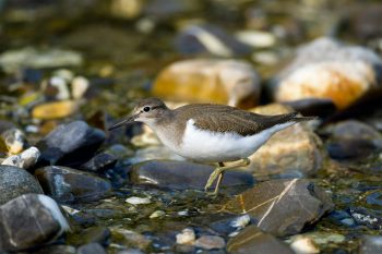 Chevalier guignette / © Benoît Renevey