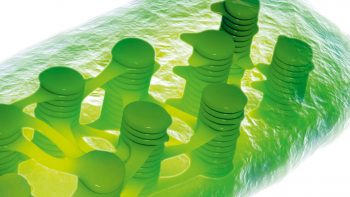 Chloroplaste, organite responsable de la photosynthèse chez les plantes