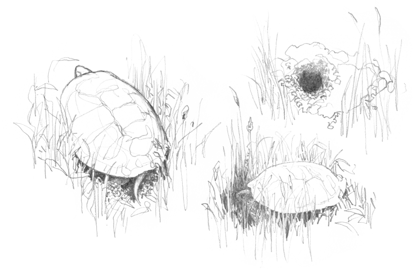 Cistude et son nid