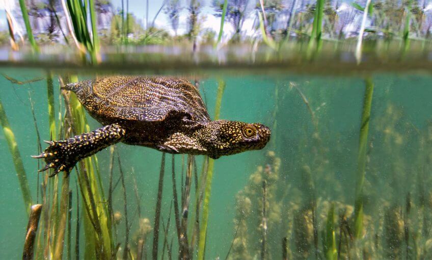 La cistude navigue entre deux monde: l'eau et la terre ferme La cistude entre eau et air