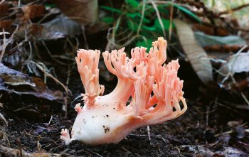 Clavaire élégante / © Benoît Peyre