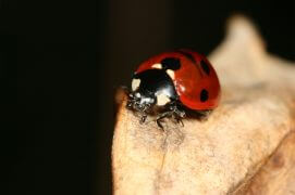 Surveillez l’arrivée des coccinelles hibernantes, mais n’ouvrez jamais l’abri en plein hiver. Les locataires risqueraient de mourir de froid.