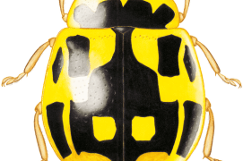 Coccinelle à damier / © Yves Le Monnier