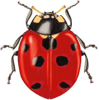 Coccinelle adulte (ici coccinelle à 7 points)