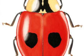 Coccinelles à 2 points / © Yves Le Monnier