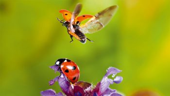 Coccinelles à 7 points Coccinelles à 7 points