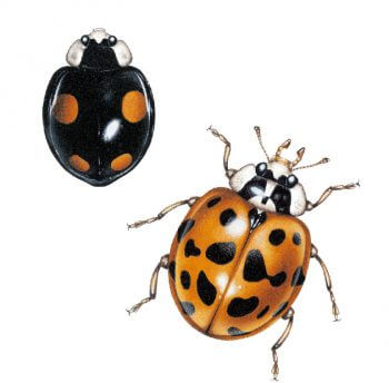 Coccinelles asiatiques Coccinelles asiatiques