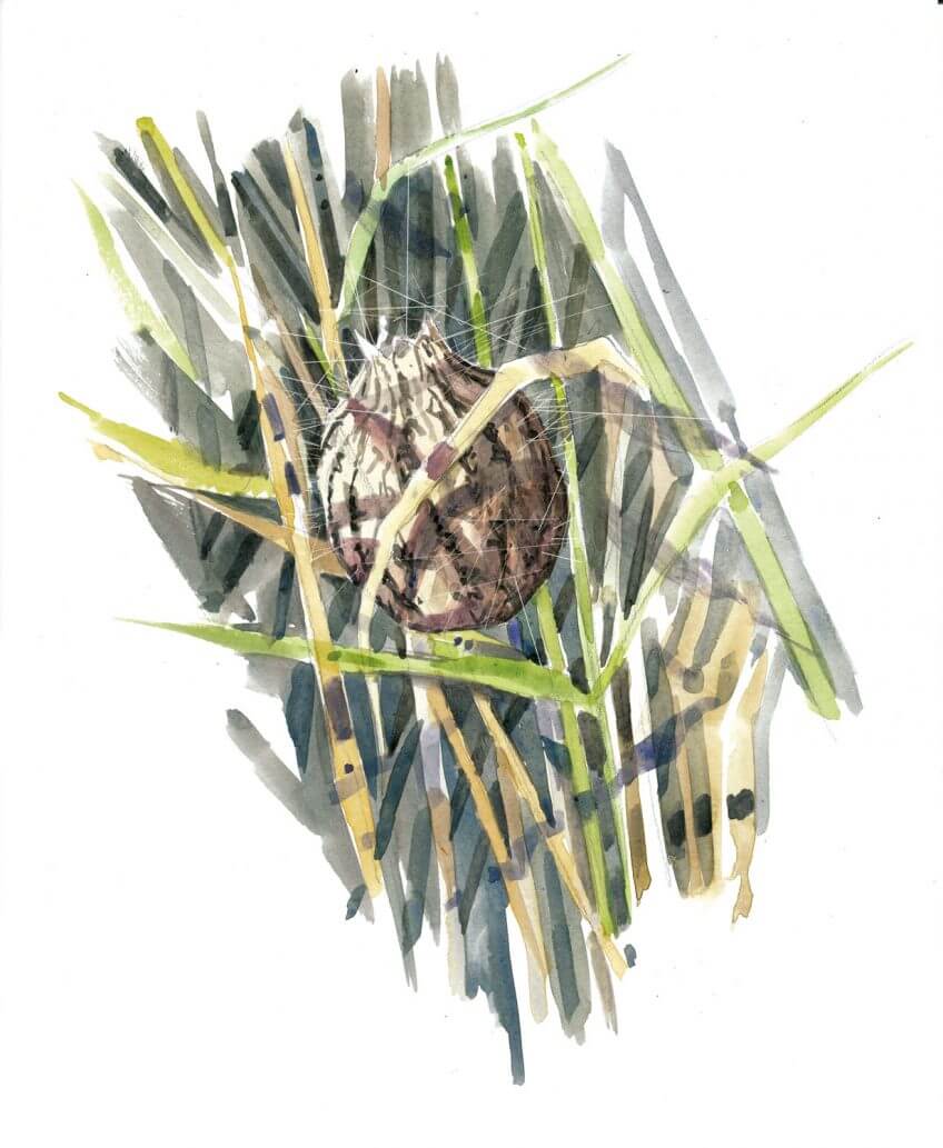 Cocons d'argiope fasciée