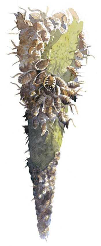 Colonie de pucerons sur une tige de sureau