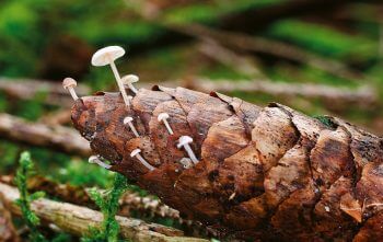 Comme leur nom l’indique, les collybies de cônes affectionnent les fruits de l’épicéa.
 / © Benoît Peyre