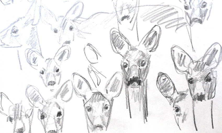 Femelle de chevreuil par Jacques Rime