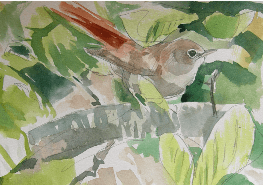 Rossignol insaisissable virtuose