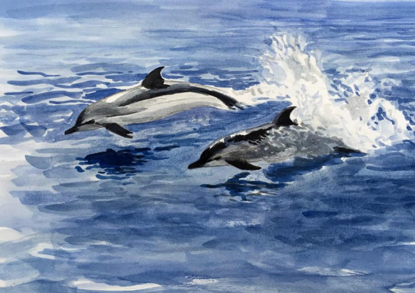 Dauphins bleus et blancs dans le Var par Jean-Philippe Paul