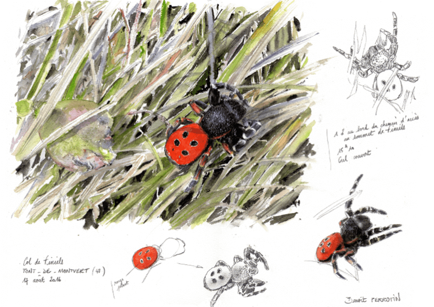 Araignée coccinelle par Benoît Perrotin