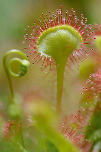 Droséra 7 plantes aux feuilles hors-du-commun