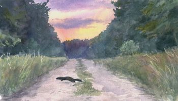 « Le putois traverse l’allée en quelques bonds un peu raides. C’est bien court pour le dessiner, mais chaque observation apporte un petit élément. »