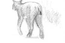 « Surveiller, dessiner pour occuper l’attente, pour le souvenir. Dessiner aussi pour avoir déjà le décor si un animal venait à passer. La forêt mixte de Bialowieza, en Pologne, évoque nos forêts de plaine. Alors, quand paraît le lynx exclu de nos rêves, il faut se pincer pour y croire. Il nous tourne le dos et son pas, rapide sans en avoir l’air, l’emmène au bout de l’allée, imprimant pour longtemps son image feutrée sur nos rétines. » / © Jean Chevallier