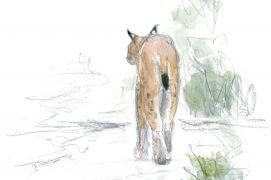 « Surveiller, dessiner pour occuper l’attente, pour le souvenir. Dessiner aussi pour avoir déjà le décor si un animal venait à passer. La forêt mixte de Bialowieza, en Pologne, évoque nos forêts de plaine. Alors, quand paraît le lynx exclu de nos rêves, il faut se pincer pour y croire. Il nous tourne le dos et son pas, rapide sans en avoir l’air, l’emmène au bout de l’allée, imprimant pour longtemps son image feutrée sur nos rétines. » / © Jean Chevallier