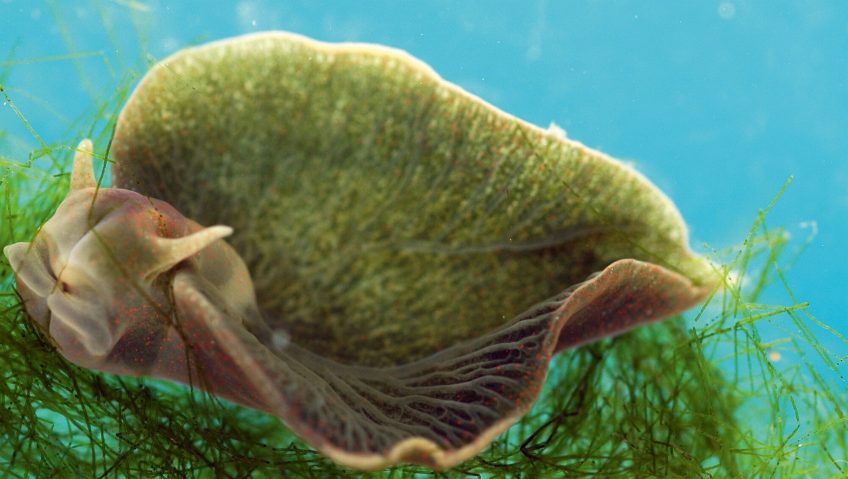 Symbiose : quand des animaux s'associent avec des plantes