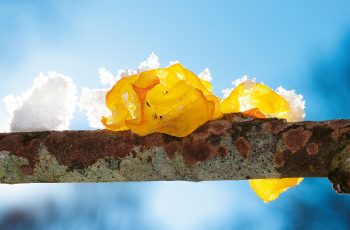 En plein hiver, la trémelle mésentérique aime le bois mort pour y étendre sa gélatine jaune d’or. / © Benoît Peyre