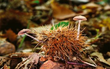 Enfin, les tubaires saupoudrées se protègent des prédateurs au milieu des épines de bogues de chataîgne. / © Benoît Peyre