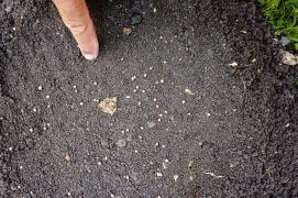 Espacez vos graines de radis de 2 cm puis enfoncez-les du doigt à 1 cm de profondeur.