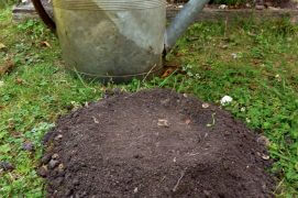 Arrosez régulièrement. Après quelques jours les radis développent des feuilles.