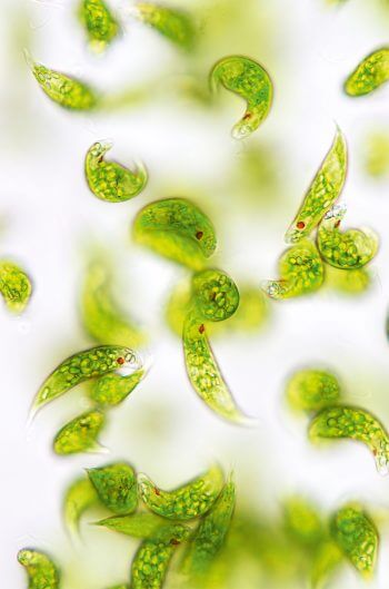 Euglènes Symbiose : quand des animaux s'associent avec des plantes