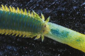 Eulalie: On dirait un mille-pattes, mais c’est un ver marin de la plus belle espèce. Ce carnassier répond au doux nom d’eulalie ou annélide émeraude, en raison du pigment vert qui coule dans ses cellules. L’animal vit dans les algues et les fentes de rochers, où il traque inlassablement paisibles brouteurs et crustacés. / © Christian König