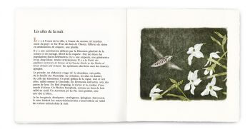 Fac-similé du livre de gravure "Impressions": Sphinx du liseron / © Pierre Baumgart (gravure), Blaise Hofmann (texte)