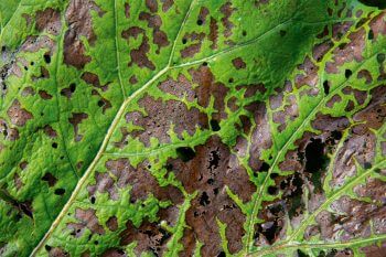 Feuille de pétasite hybride ravagée / © Benoît Renevey