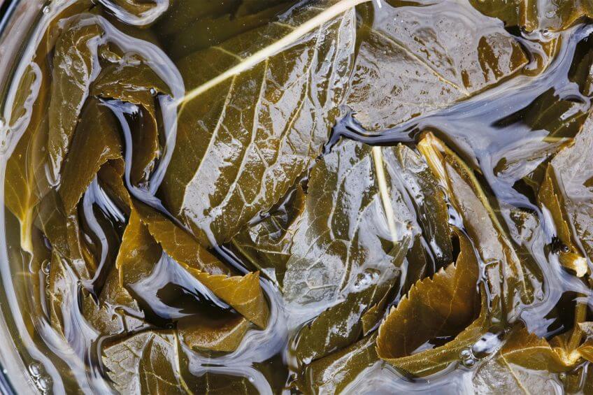 Feuilles de sureau macérées dans de l'eau