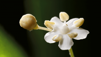 Fleur de sureau Fleur de sureau
