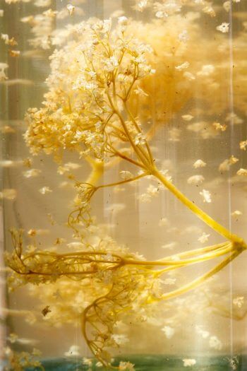 Fleurs de sureau mises à macérer dans du vinaigre