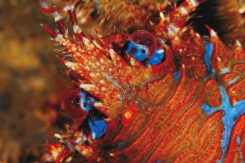Galathée: Le galathée bigarré ne montre guère sa superbe parure bleu et rouge car il fuit la lumière comme la peste. Nécrophage, il vit sous les rochers de la zone des laminaires, ces algues rubanées qui frangent la limite des marées de basses eaux. Cousin des crabes, il s’en distingue par son rostre et sa nageoire abdominale qui lui permet de fuir à reculons, façon écrevisse. / © Christian König